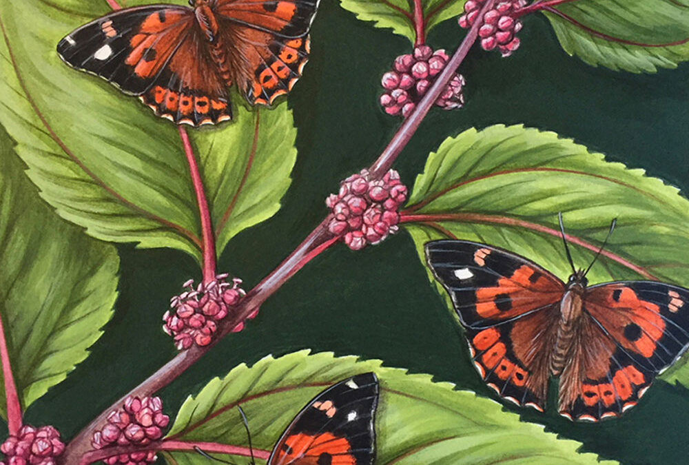 Kamehameha Butterfly and Mamaki