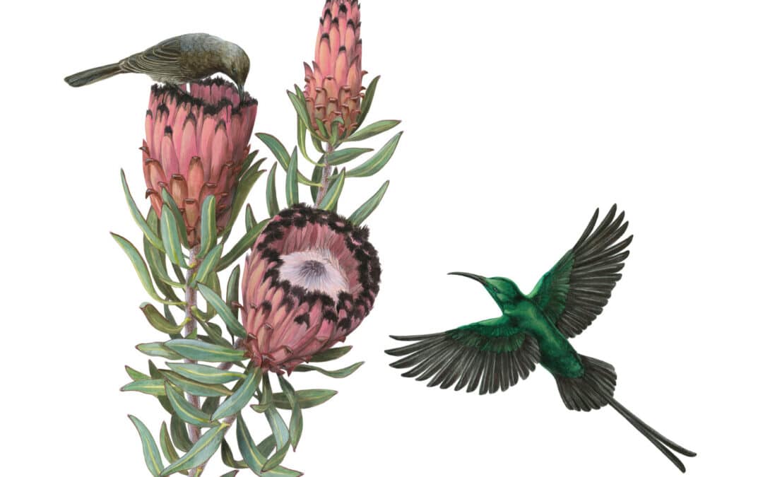Malachite Sunbirds and Protea neriifolia