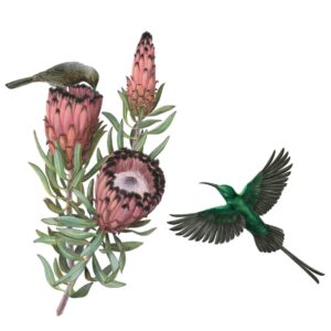 Malachite Sunbirds and Protea neriifolia Giclée Fine Art Print featuring emerald green birds pollinating maroon flowers
