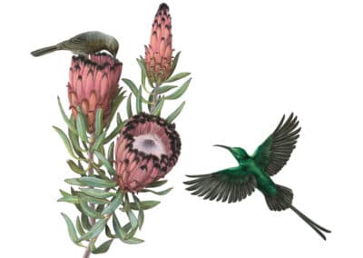 Malachite Sunbirds and Protea neriifolia