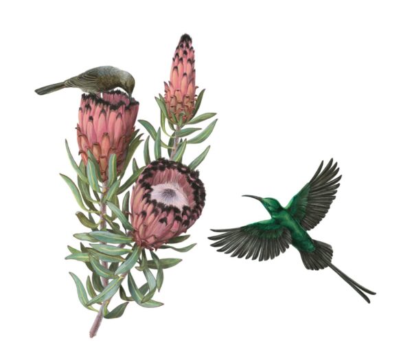 Malachite Sunbirds and Protea neriifolia Giclée Fine Art Print featuring emerald green birds pollinating maroon flowers