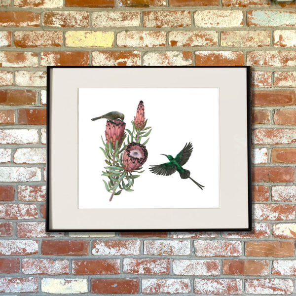 Malachite Sunbirds and Protea neriifolia Giclée Fine Art Print featuring emerald green birds pollinating maroon flowers shown matted in a frame