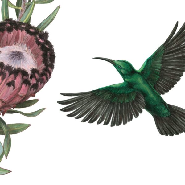 Zoomed in shot of Malachite Sunbirds and Protea neriifolia Giclée Fine Art Print featuring emerald green birds pollinating maroon flowers