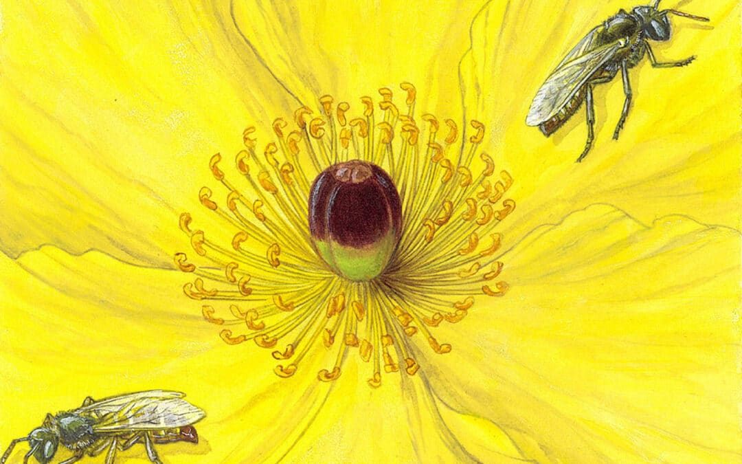 Mojave Poppy Bee and California Bear Poppy