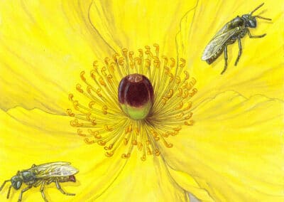 Mojave Poppy Bee and California Bear Poppy
