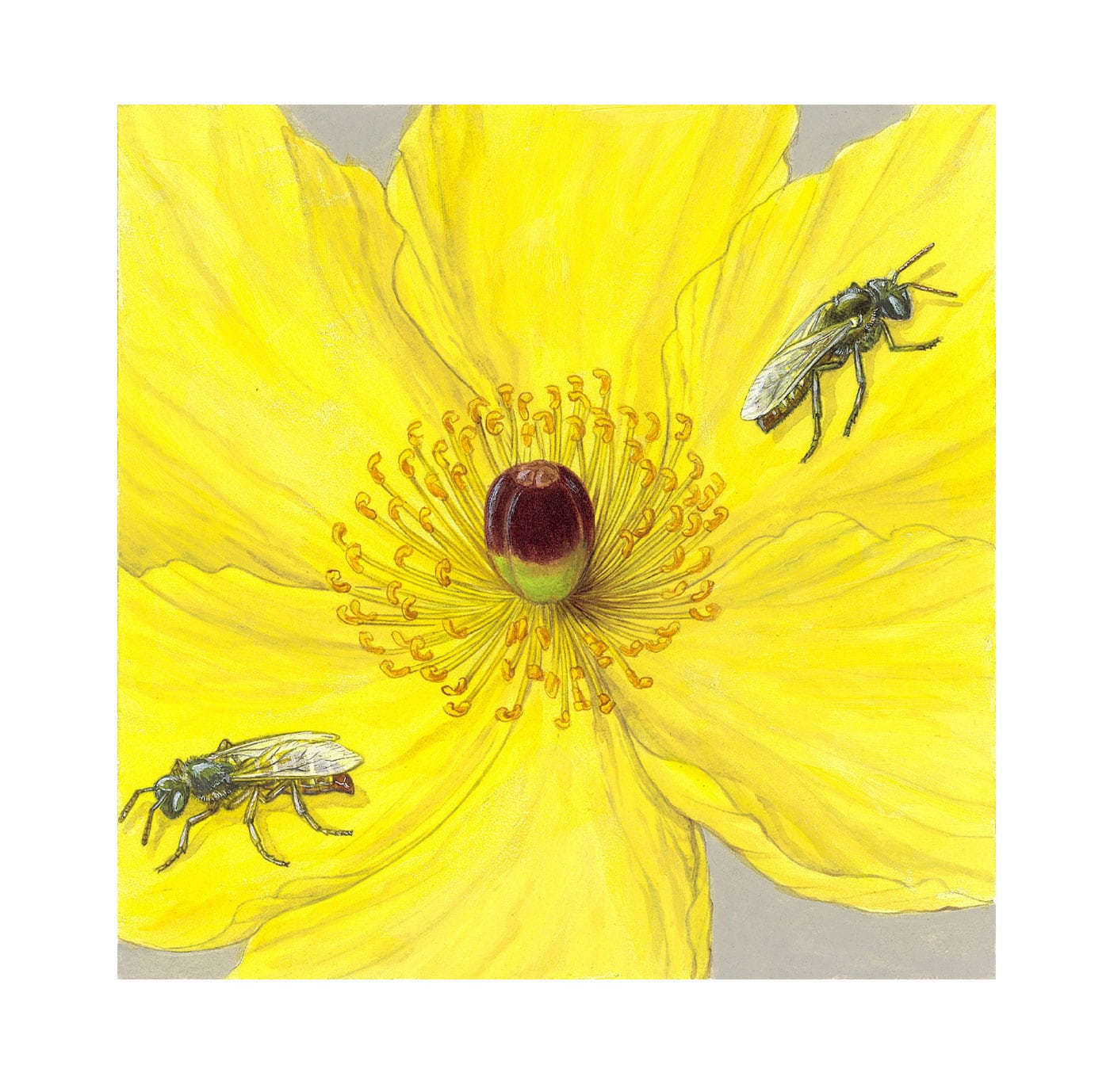 Mojave Poppy Bee and California Bear Poppy Fine Art Painting featuring two bees on a bright yellow poppy