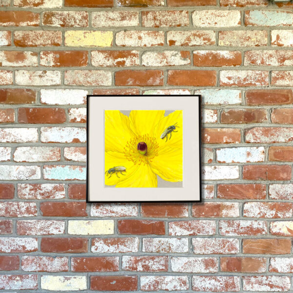 Mojave Poppy Bee and California Bear Poppy Giclée Fine Art Print featuring two bees on a bright yellow poppy shown matted in a frame