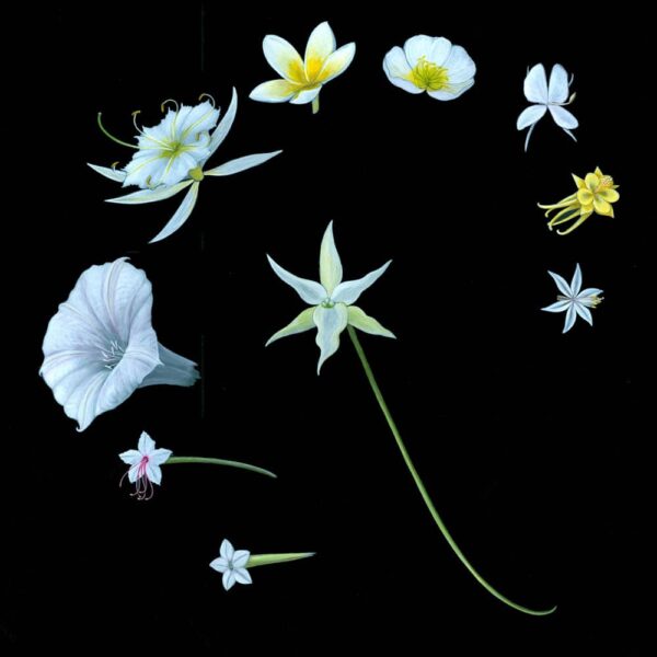 Moth Flowers Giclée Fine Art Print showing ghostly white flowers laid against a black background