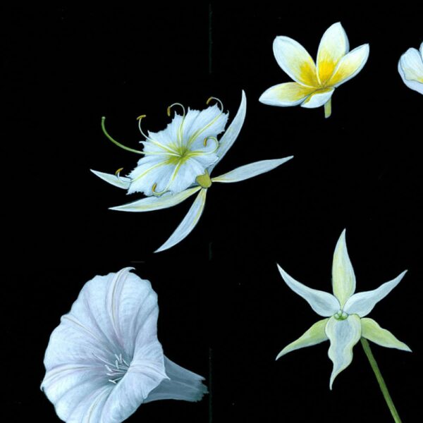 Zoomed in shot of Moth Flowers Giclée Fine Art Print showing ghostly white flowers laid against a black background
