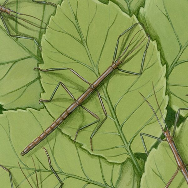 Zoomed in shot of Northern Walking Stick and American Hazel Giclée Fine Art Print featuring several walking stick insects blending in with greenery below them