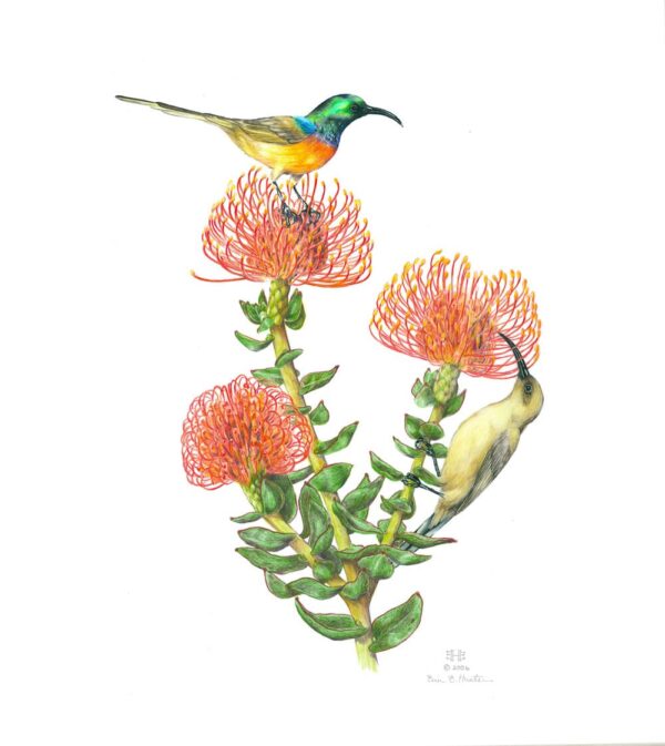 Orange-Breasted Sunbirds and Pincushion Protea Giclée Fine Art Print featuring two birds pollinating wispy orange flowers