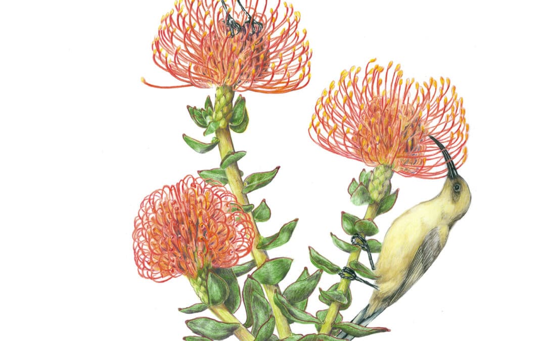 Orange-breasted Sunbirds and Pincushion Protea