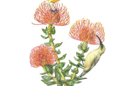 Orange-breasted Sunbirds and Pincushion Protea