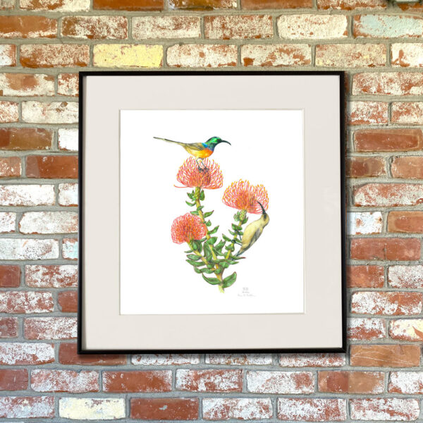 Orange-Breasted Sunbirds and Pincushion Protea Giclée Fine Art Print featuring two birds pollinating wispy orange flowers shown matted in a frame