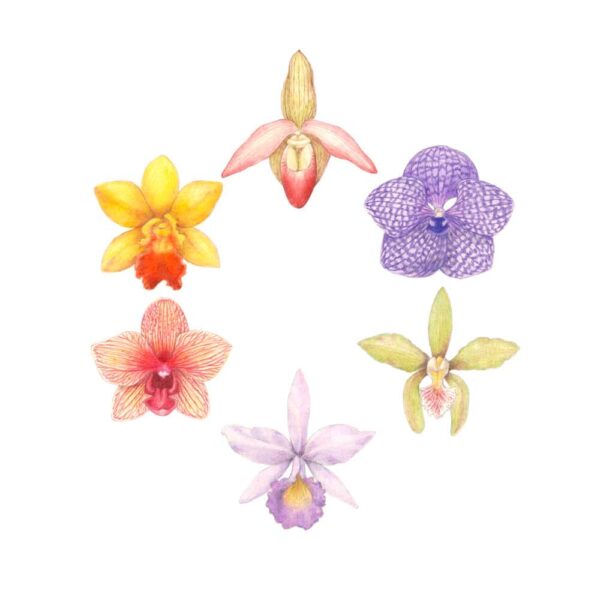 Orchids Giclée Fine Art Print featuring six different colored orchids arranged in a circle