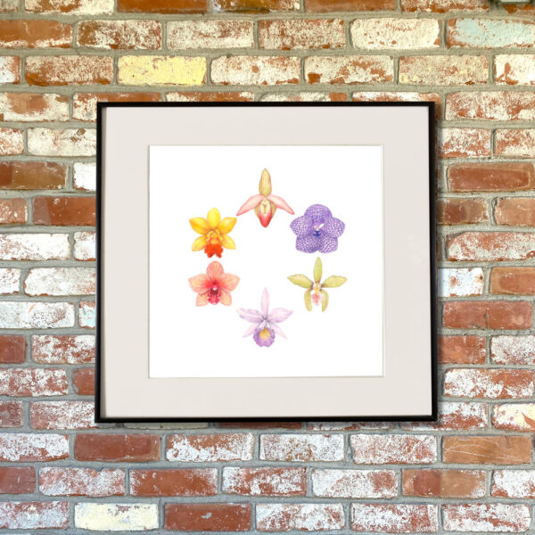 Orchids Giclée Fine Art Print featuring six different colored orchids arranged in a circle shown matted in a frame