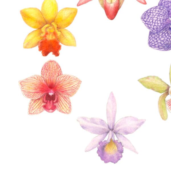 Zoomed in shot of Orchids Giclée Fine Art Print featuring six different colored orchids arranged in a circle