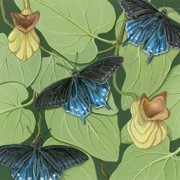 Pipevine Swallowtail and California Pipevine Giclée Fine Art Print featuring blue and black butterflies resting on greenery