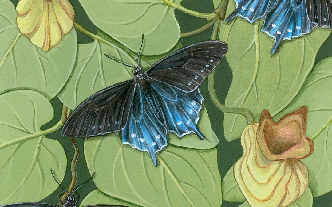 Pipevine Swallowtail and California Pipevine