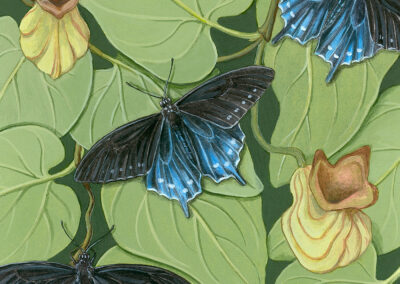 Pipevine Swallowtail and California Pipevine