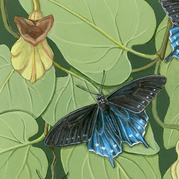 Zoomed in shot of Pipevine Swallowtail and California Pipevine Giclée Fine Art Print featuring blue and black butterflies resting on greenery