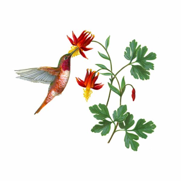 Rufous Hummingbird and Western Columbine Giclée Fine Art Print featuring a red hummingbird pollinating two red wildflowers
