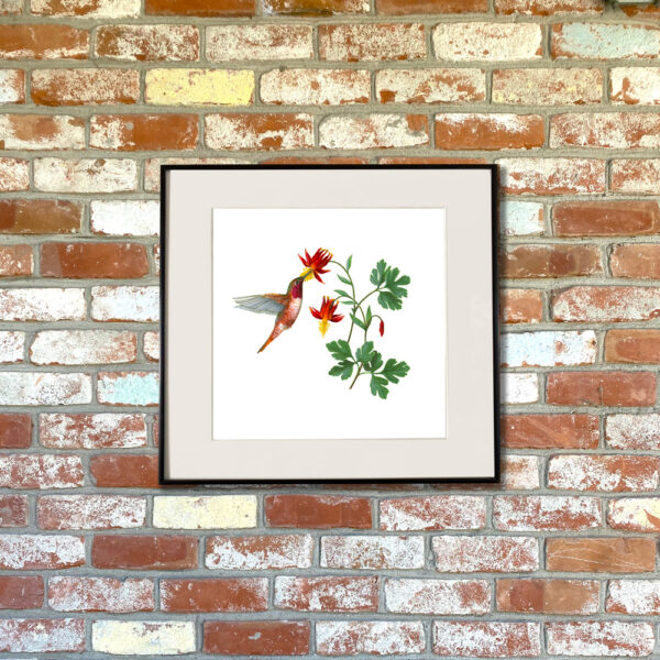 Rufous Hummingbird and Western Columbine Giclée Fine Art Print featuring a red hummingbird pollinating two red wildflowers shown matted in a frame
