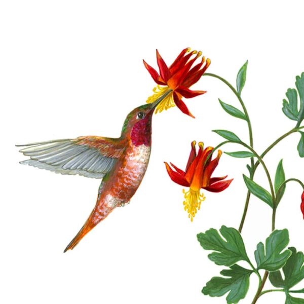Zoomed in shot of Rufous Hummingbird and Western Columbine Giclée Fine Art Print featuring a red hummingbird pollinating two red wildflowers