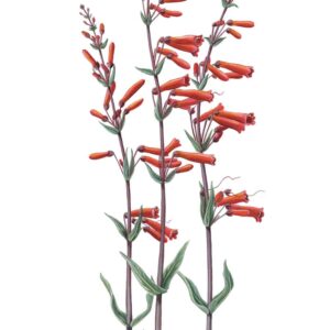 Scarlet Bugler Giclée Fine Art Print featuring tall stemmy plants with red tubular blossoms