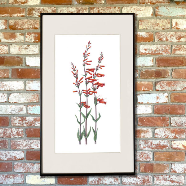 Scarlet Bugler Giclée Fine Art Print featuring tall stemmy plants with red tubular blossoms shown matted in a frame