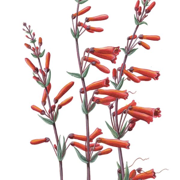 Zoomed in shot of Scarlet Bugler Giclée Fine Art Print featuring tall stemmy plants with red tubular blossoms