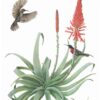 Scarlet-Chested Sunbirds and Torch Aloe Giclée Fine Art Print features two birds flying around and perched on a large flowering aloe plant