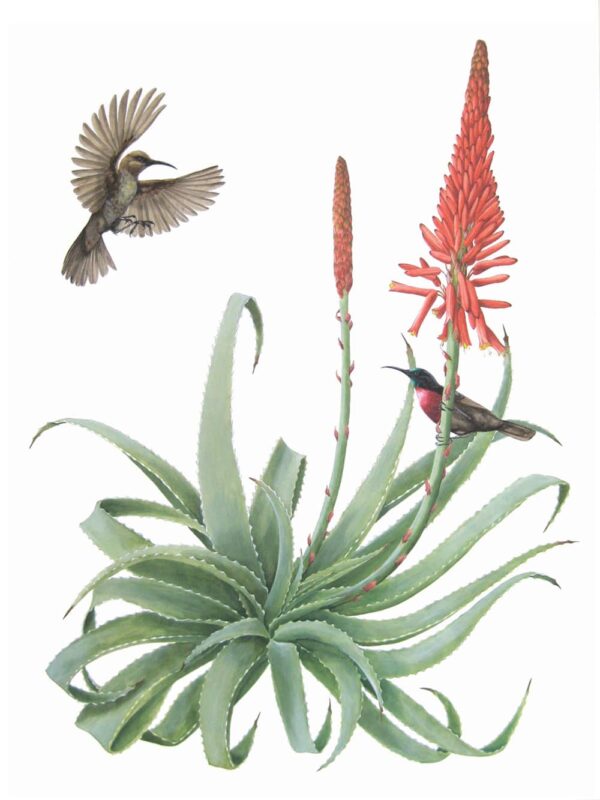 Scarlet-Chested Sunbirds and Torch Aloe Giclée Fine Art Print features two birds flying around and perched on a large flowering aloe plant
