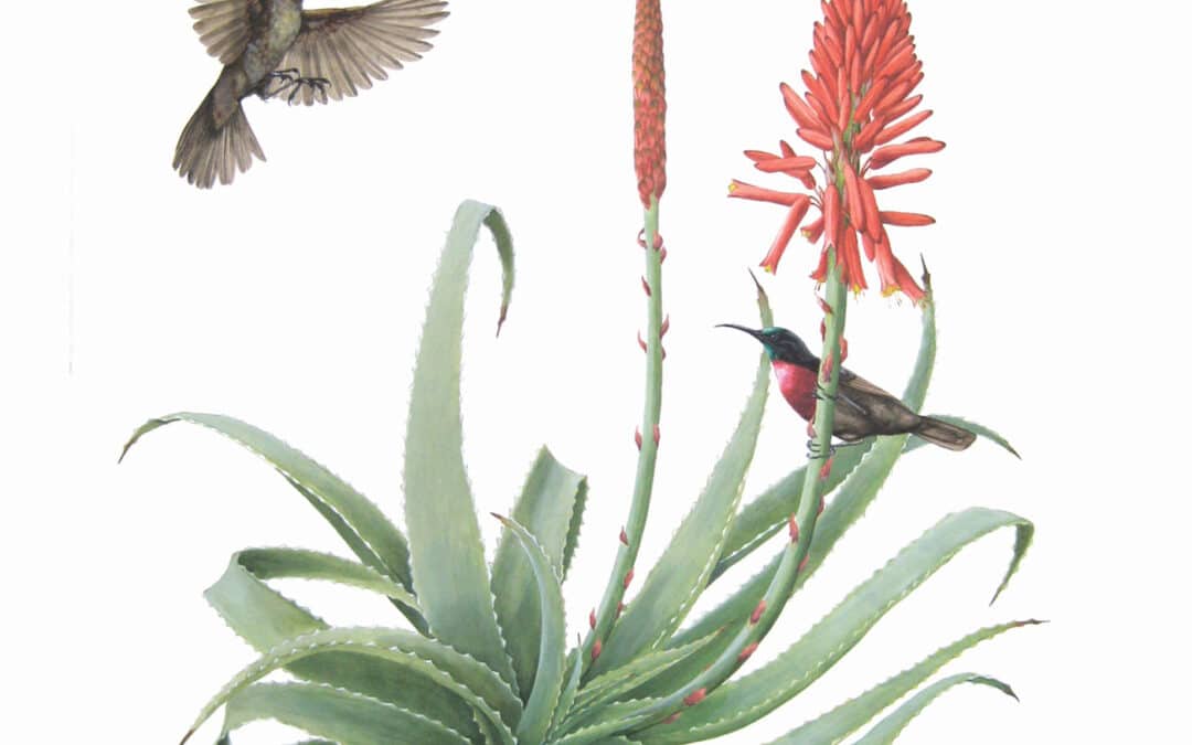 Scarlet-chested Sunbirds and Torch Aloe