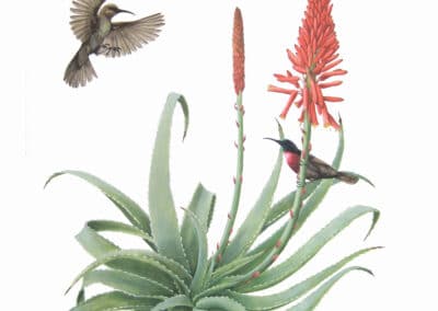 Scarlet-chested Sunbirds and Torch Aloe