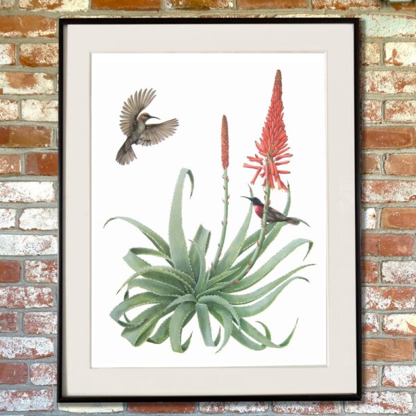 Scarlet-Chested Sunbirds and Torch Aloe Giclée Fine Art Print features two birds flying around and perched on a large flowering aloe plant shown matted in a frame