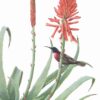 Zoomed in shot of Scarlet-Chested Sunbirds and Torch Aloe Giclée Fine Art Print features two birds flying around and perched on a large flowering aloe plant