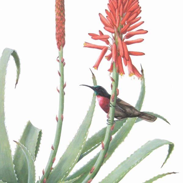 Zoomed in shot of Scarlet-Chested Sunbirds and Torch Aloe Giclée Fine Art Print features two birds flying around and perched on a large flowering aloe plant
