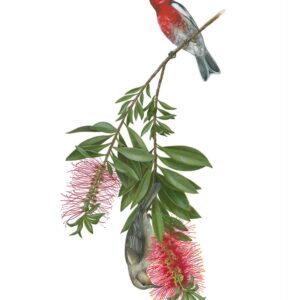 Scarlet Honeyeaters and Weeping Bottlebrush Giclée Fine Art Print featuring a red bird perched on a branch with two wispy red flowers