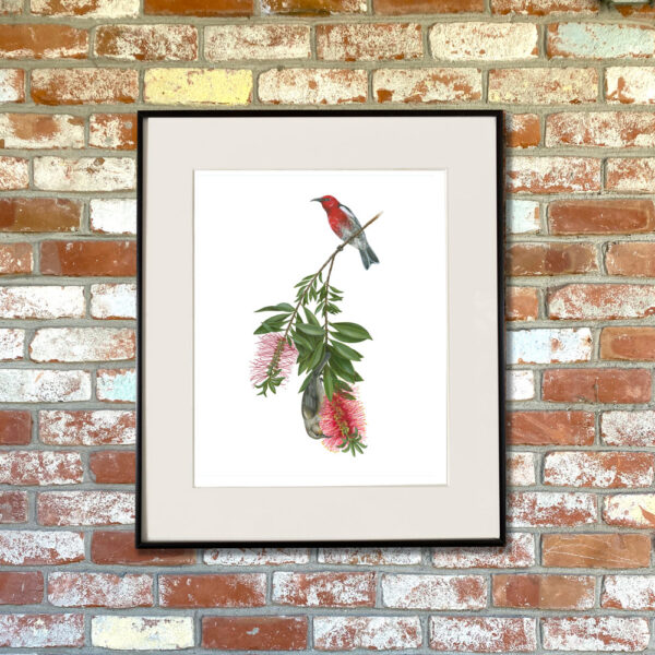 Scarlet Honeyeaters and Weeping Bottlebrush Giclée Fine Art Print featuring a red bird perched on a branch with two wispy red flowers shown matted in a frame