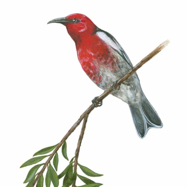 Zoomed in shot of Scarlet Honeyeaters and Weeping Bottlebrush Giclée Fine Art Print featuring a red bird perched on a branch with two wispy red flowers