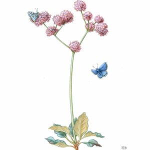 Smith's Blue Butterfly and Coastal Buckwheat Giclée Fine Art Print featuring a stemmy plant with bursts of pink flowers pollinated by two blue butterflies
