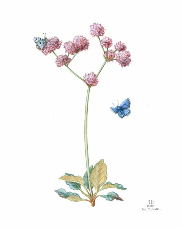 Smith's Blue Butterfly and Coastal Buckwheat Giclée Fine Art Print featuring a stemmy plant with bursts of pink flowers pollinated by two blue butterflies