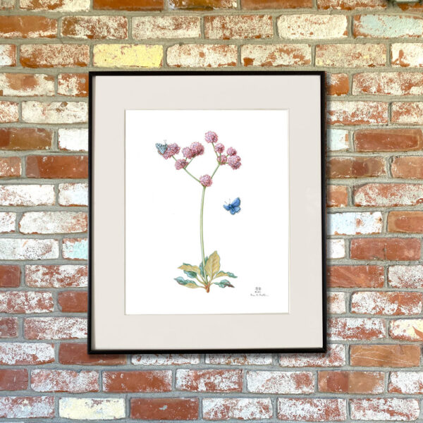 Smith's Blue Butterfly and Coastal Buckwheat Giclée Fine Art Print featuring a stemmy plant with bursts of pink flowers pollinated by two blue butterflies shown matted in a frame
