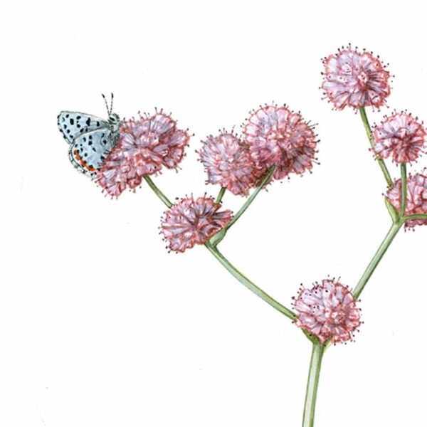 Zoomed in shot of Smith's Blue Butterfly and Coastal Buckwheat Giclée Fine Art Print featuring a stemmy plant with bursts of pink flowers pollinated by two blue butterflies