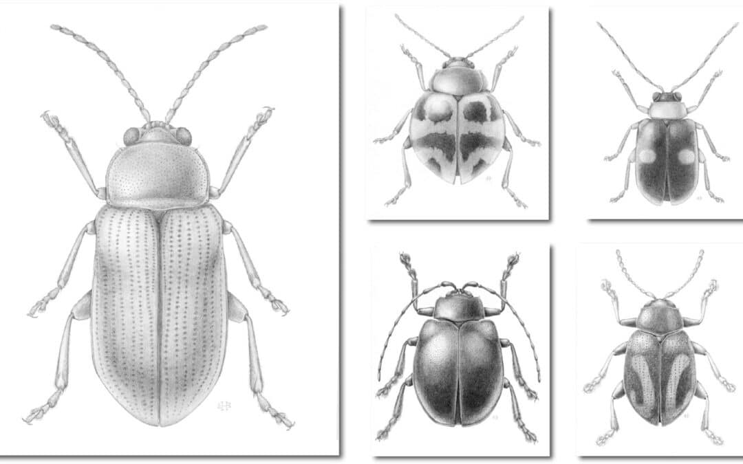 Flea beetles (family Chrysomelidae)