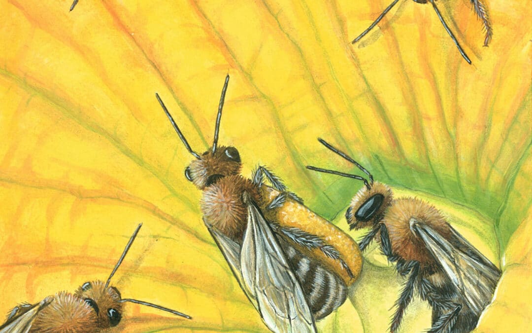 Squash Bee and Pumpkin Blossom 