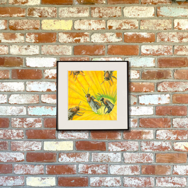 Squash Bee and Pumpkin Blossom Giclée Fine Art Print featuring bees pollinating the stamen of a bright yellow-orange flower shown matted in a frame