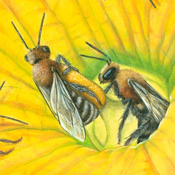 Zoomed in shot of Squash Bee and Pumpkin Blossom Giclée Fine Art Print featuring bees pollinating the stamen of a bright yellow-orange flower