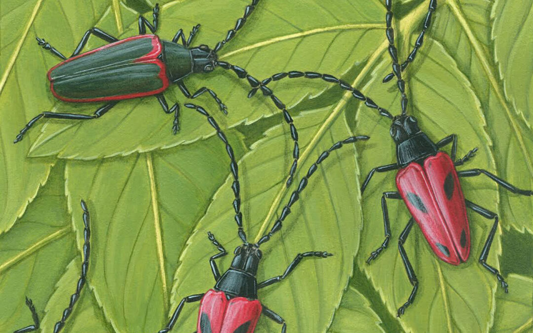 Valley Elderberry Longhorn Beetle and Blue Elderberry